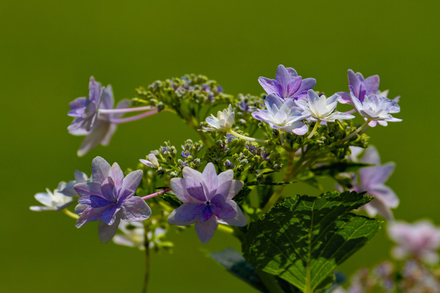 紫陽花