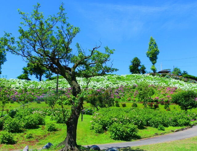 初夏のアジサイ園