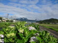 里山の梅雨景色