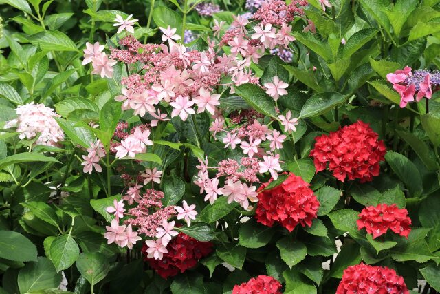 番の州公園のアジサイ-1