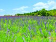 初夏のハーブ園