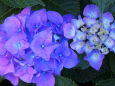 紫陽花～2022～4