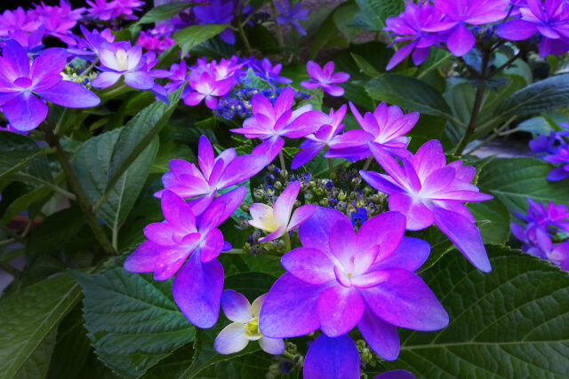 紫陽花～2022～5