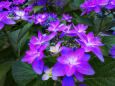 紫陽花～2022～5
