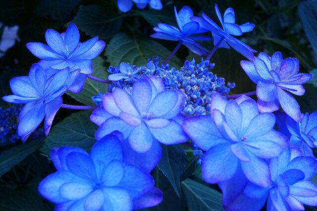 紫陽花～2022～8
