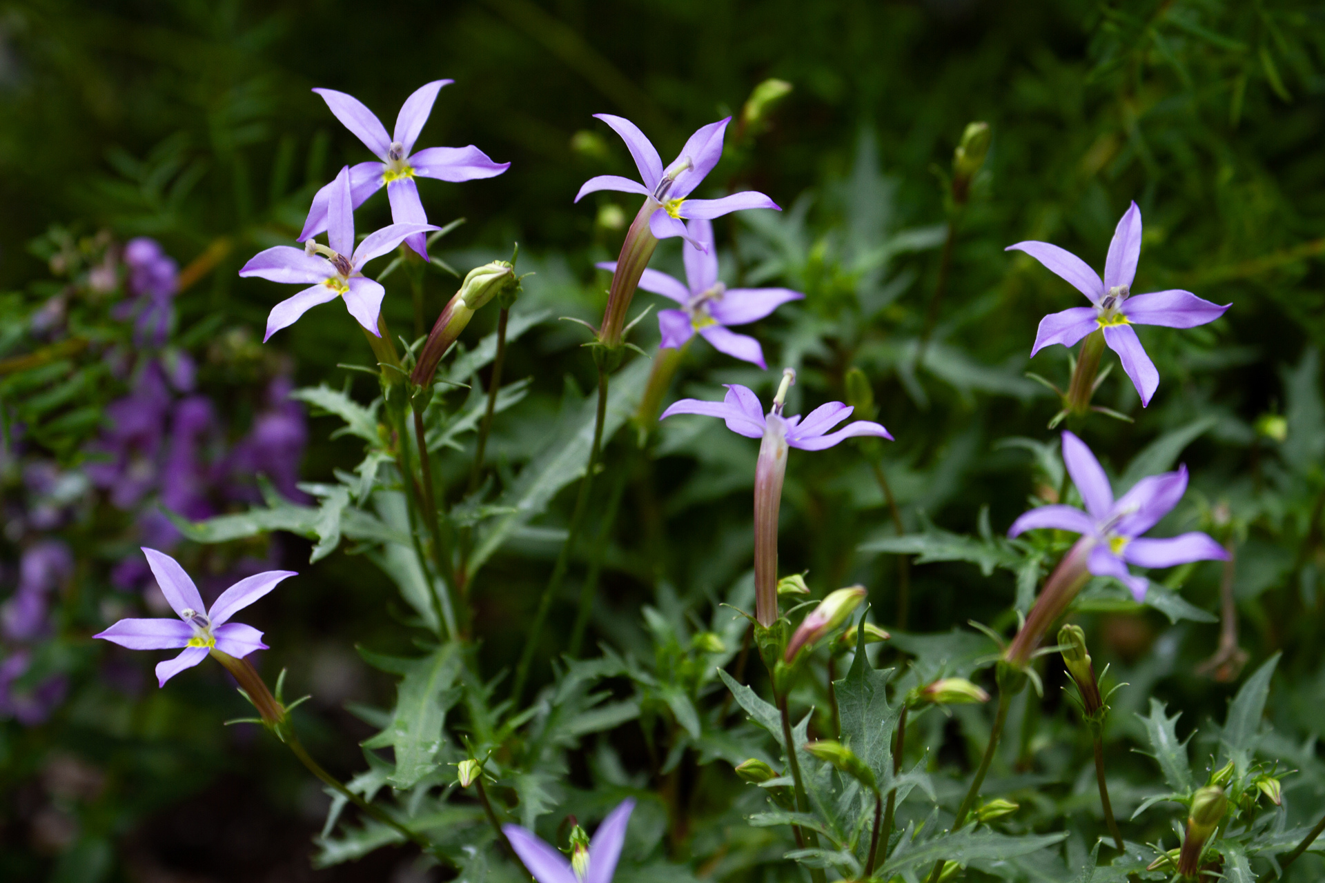 花 植物 イソトマ 壁紙19x1280 壁紙館