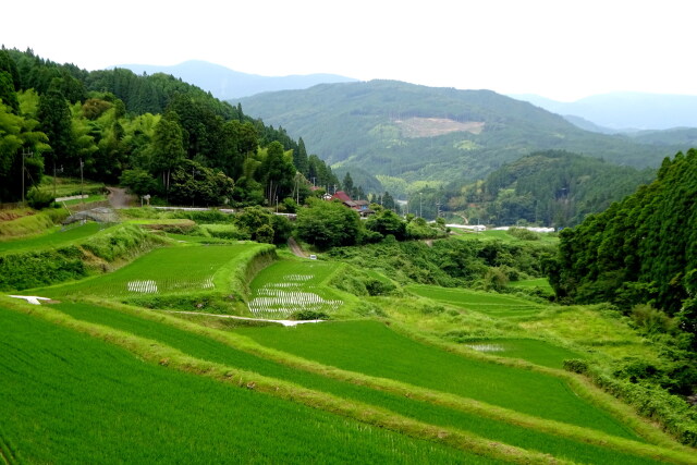 山間棚田 梅雨が明ける頃