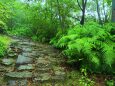 夏の雨の熊野古道