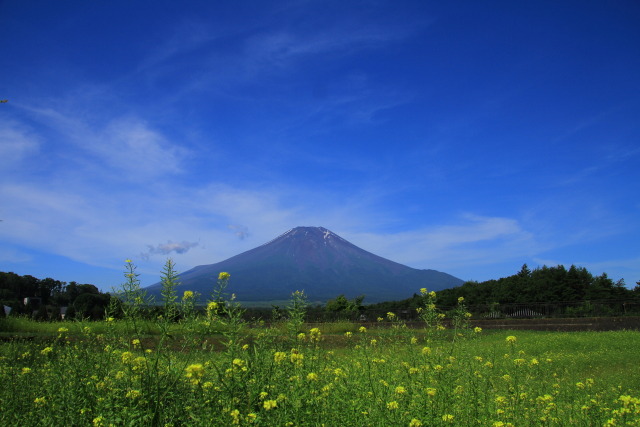キカラシと富士山