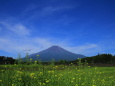 キカラシと富士山
