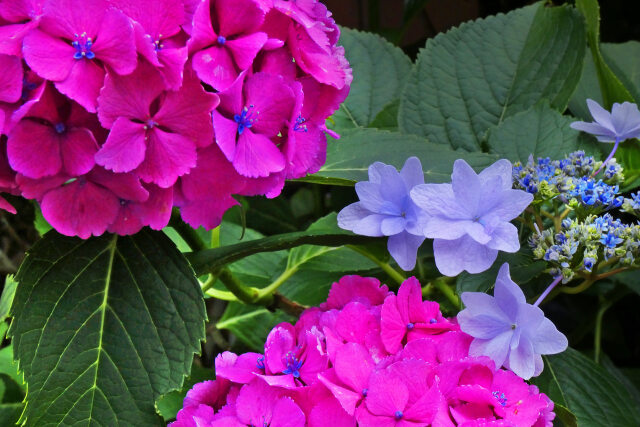 紫陽花～2022～13