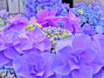 紫陽花～2022～14