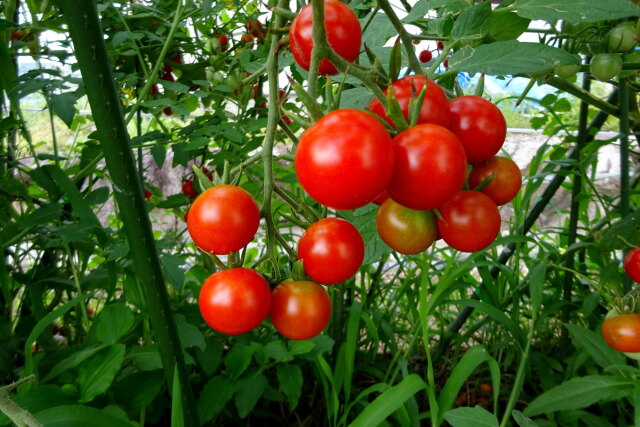 夏の輝き 新鮮トマト