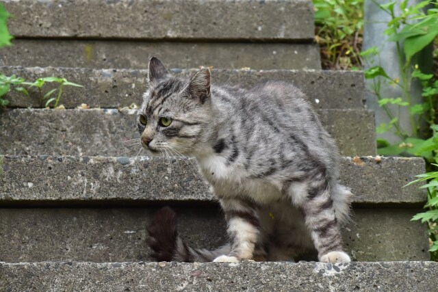 石段の猫