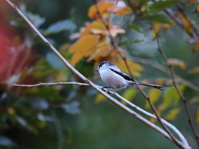 エナガちゃん17