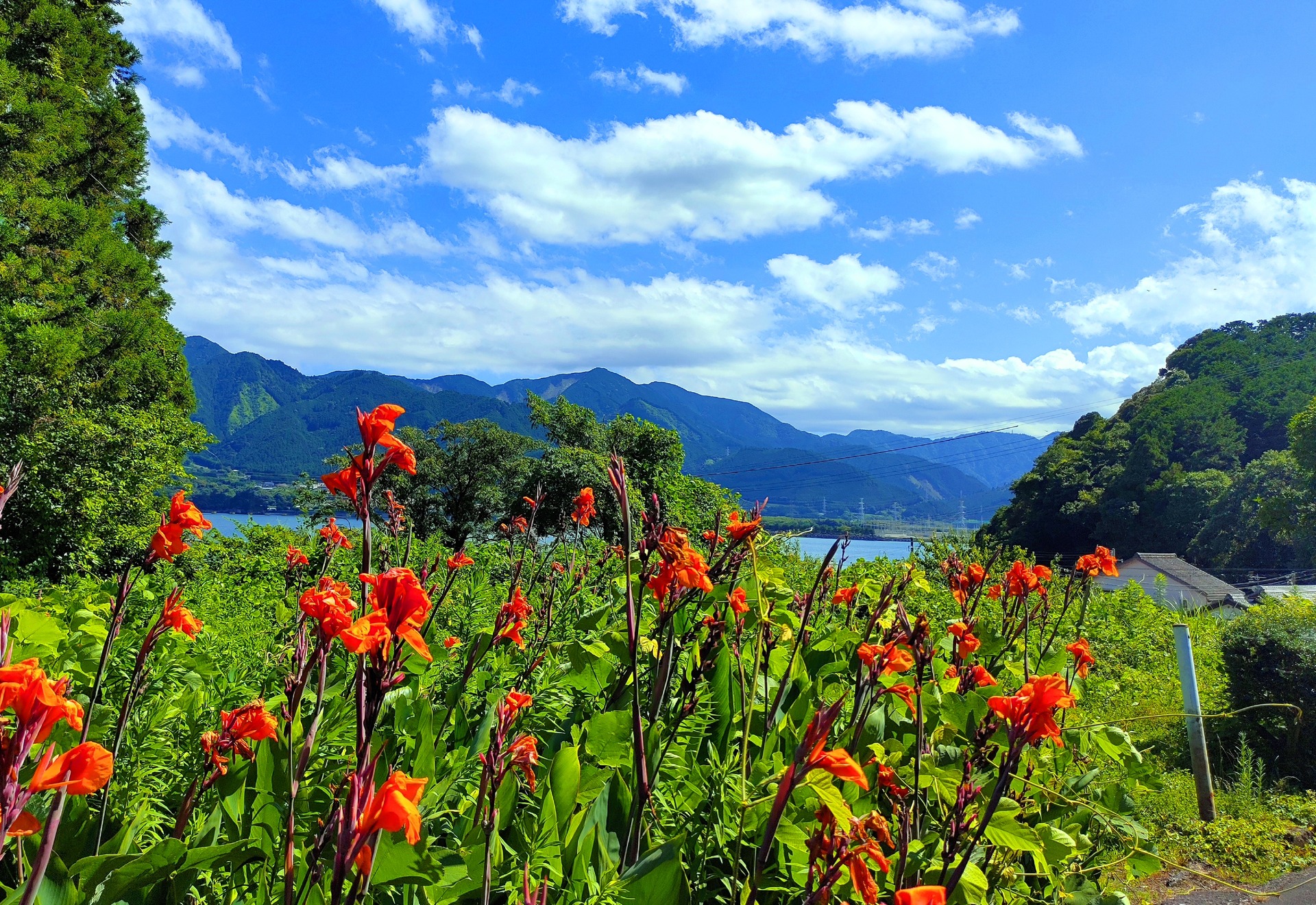 日本の風景 夏の花 壁紙19x13 壁紙館