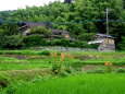 ユリの花が咲いている山村風景