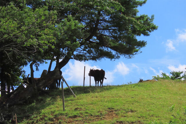 高原の牧場 夏2 木陰で休む牛