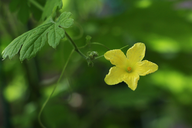 ニガウリの花