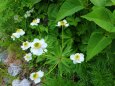 夏の高山植物