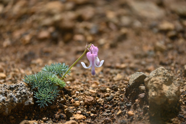 蔵王のこまくさ