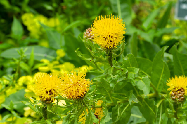 黄金ヤグルマソウ