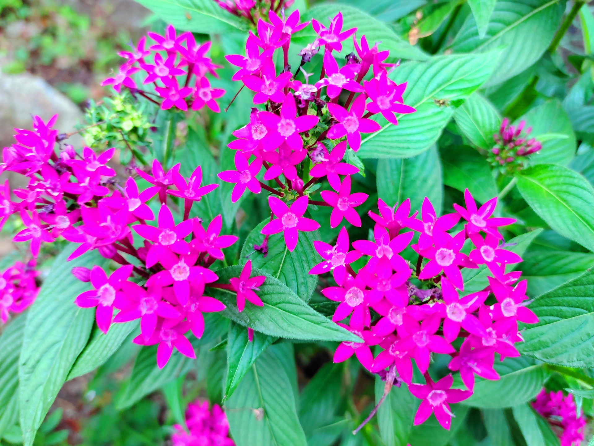 花 植物 夏の花 壁紙19x1440 壁紙館