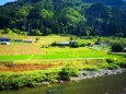 夏の里山