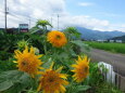 花のある風景