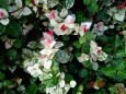 RndList[3]