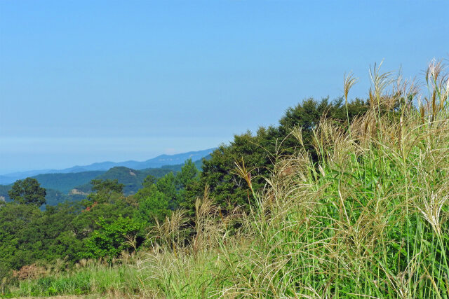 高原 ススキ 秋近し 2