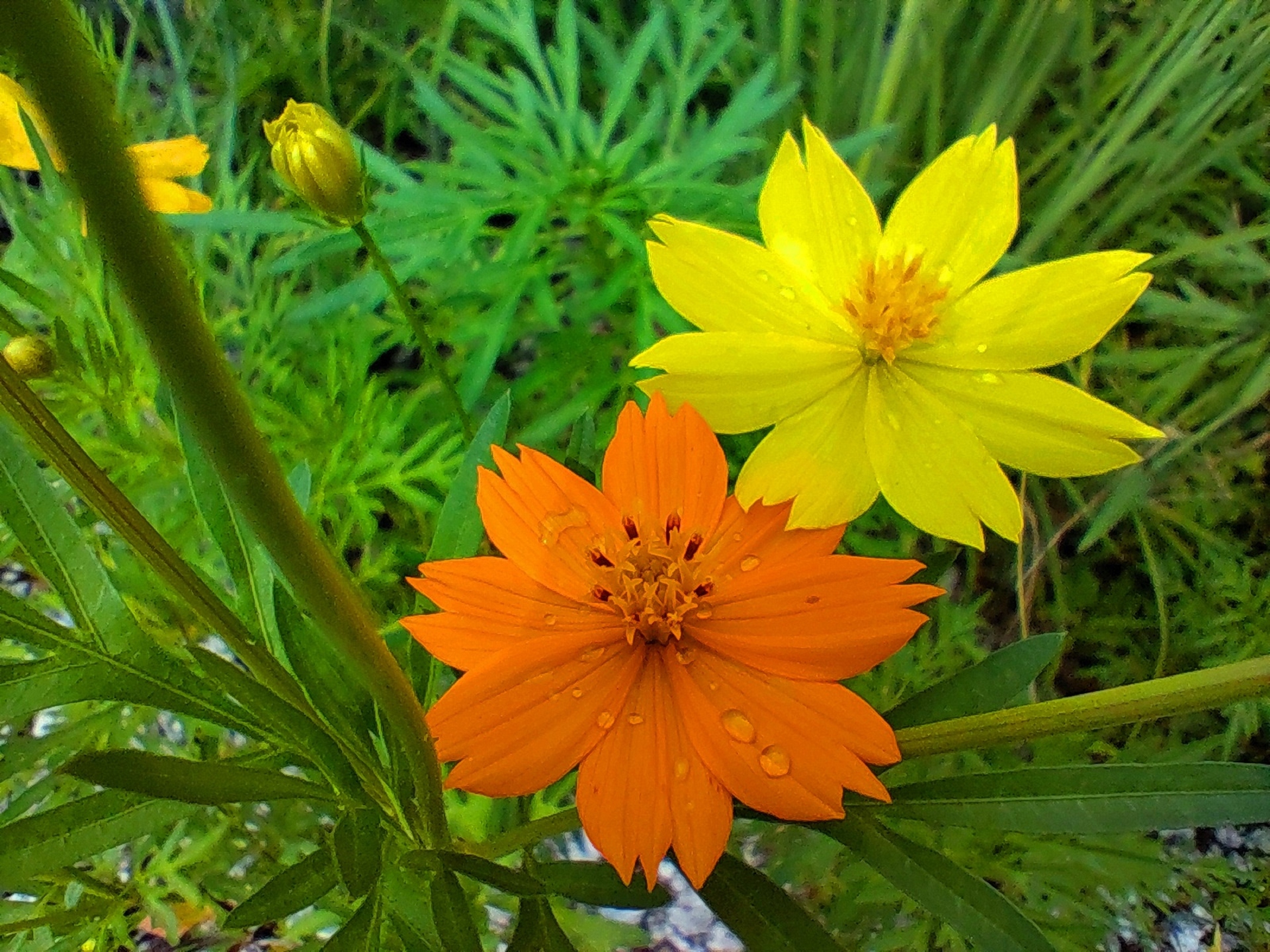 花 植物 夏の花 壁紙19x1440 壁紙館 花 植物 夏の花 壁紙19x1440 壁紙館