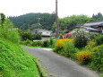 花が咲いている山村の道