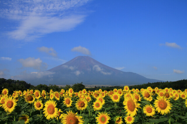 ひまわり畑に富士山