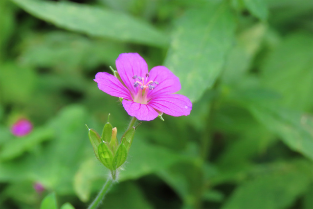 ゲンノショウコ