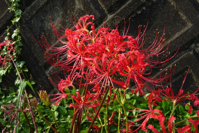 秋の便り 彼岸花