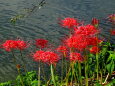 紅い花なら曼珠沙華