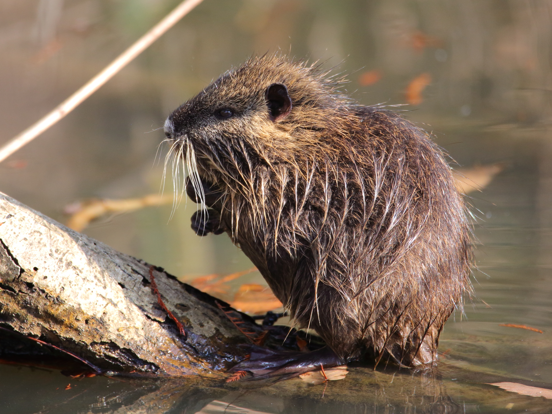 動物 その他 ヌートリアちゃん3 壁紙19x1440 壁紙館