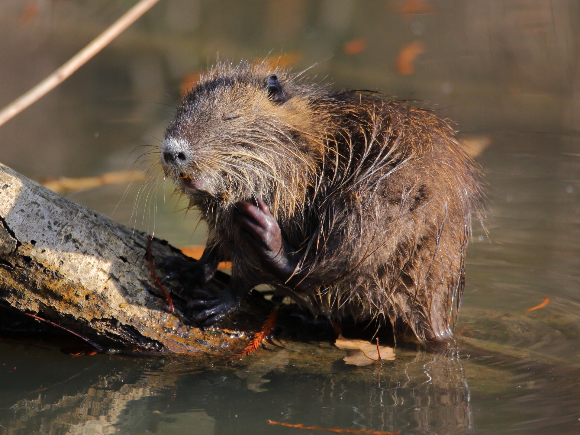 動物 その他 ヌートリアちゃん4 壁紙19x1440 壁紙館