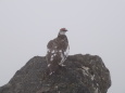 御嶽継子岳の雄雷鳥12