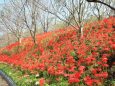 里山の彼岸花