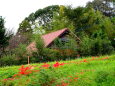 緑の丘の赤い屋根と彼岸花