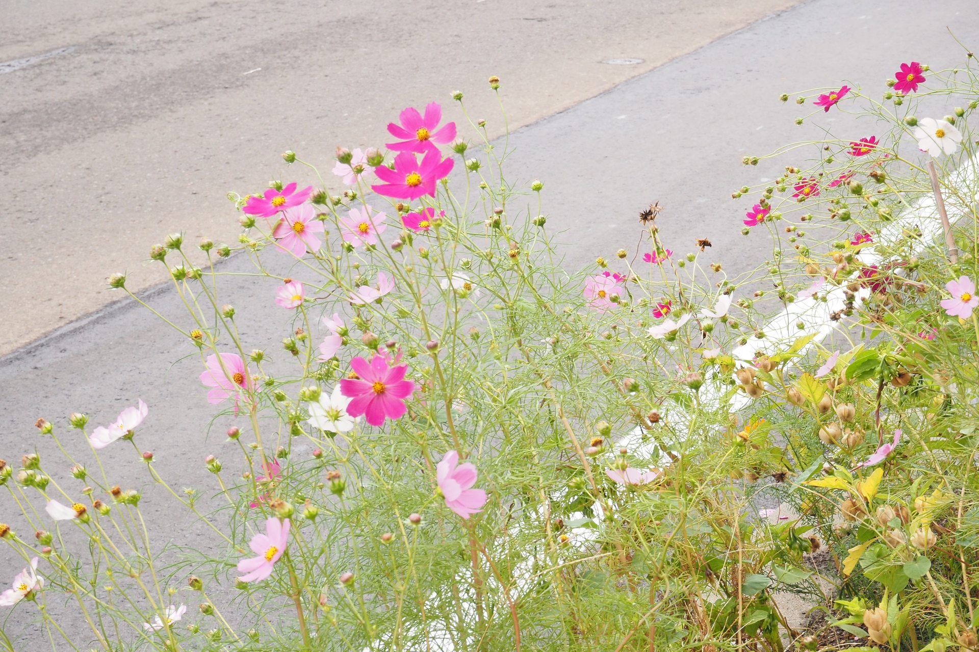 花 植物 道端花図鑑コスモス 壁紙19x1280 壁紙館