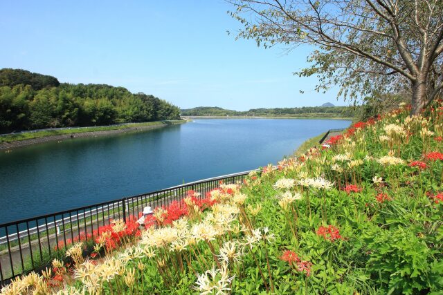 宝山湖の彼岸花