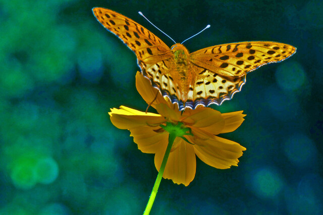 ツマグロヒョウモン( オス)・2