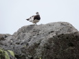 継子の雄雷鳥