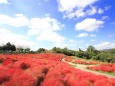 まんのう公園のコキア