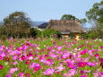 歴史公園に咲いているコスモス