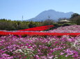 雲仙 秋桜とサルビアの丘