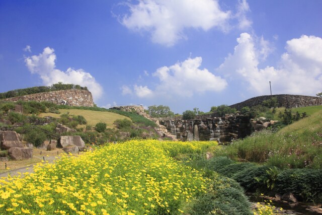 キバナが咲く公園